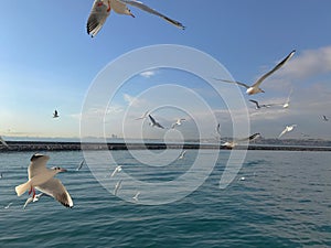 Seagulls flight maneuvers over the sea of Ã¢â¬â¹Ã¢â¬â¹bosphorus of istanbul